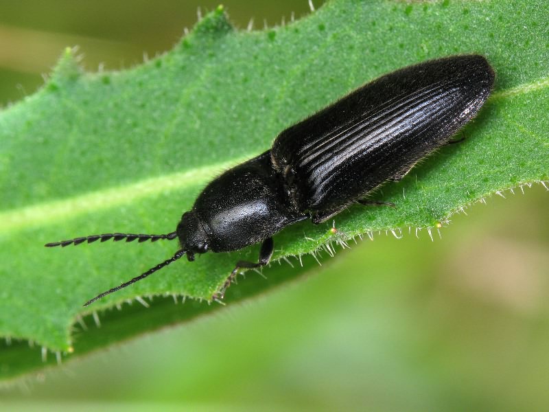 Hemicrepidius niger (Linnaeus, 1758)